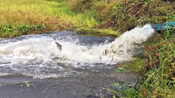 湖北大悟抽水蓄能项目部举办生态补偿增殖放流活动 (3)_2.jpg